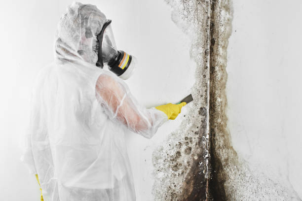 Best DIY Mold Remediation Support Services in Beach Haven, NJ