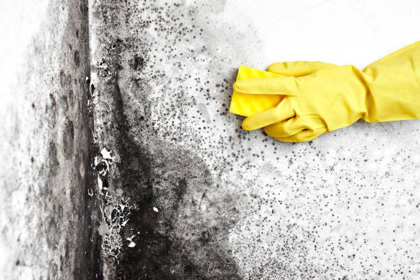 Professional Mold Remediation in Beach Haven, NJ